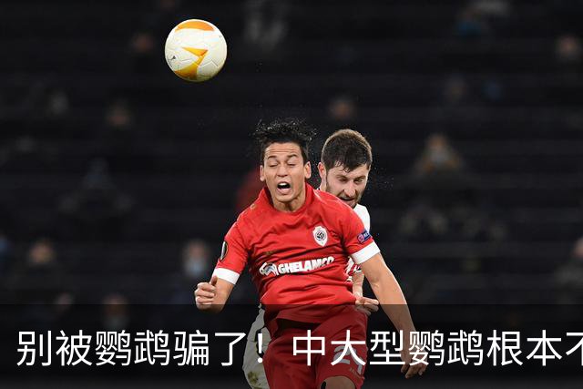 别被鹦鹉骗了！中大型鹦鹉根本不是宠物，是会飞的野生猛禽！